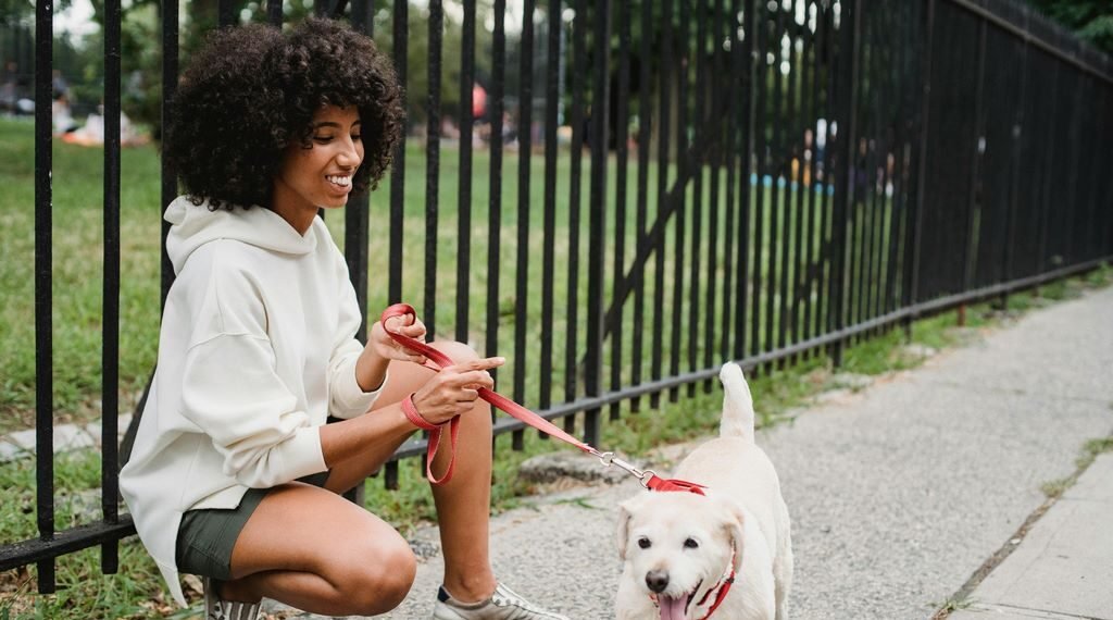 Bezpieczeństwo przede wszystkim: jak dobrać rozmiar szelek i obroży