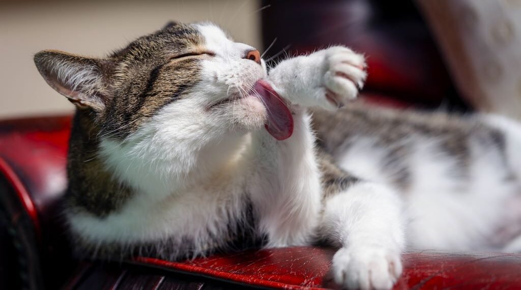 Jak przygotować dom na przybycie kota – lista niezbędnych rzeczy