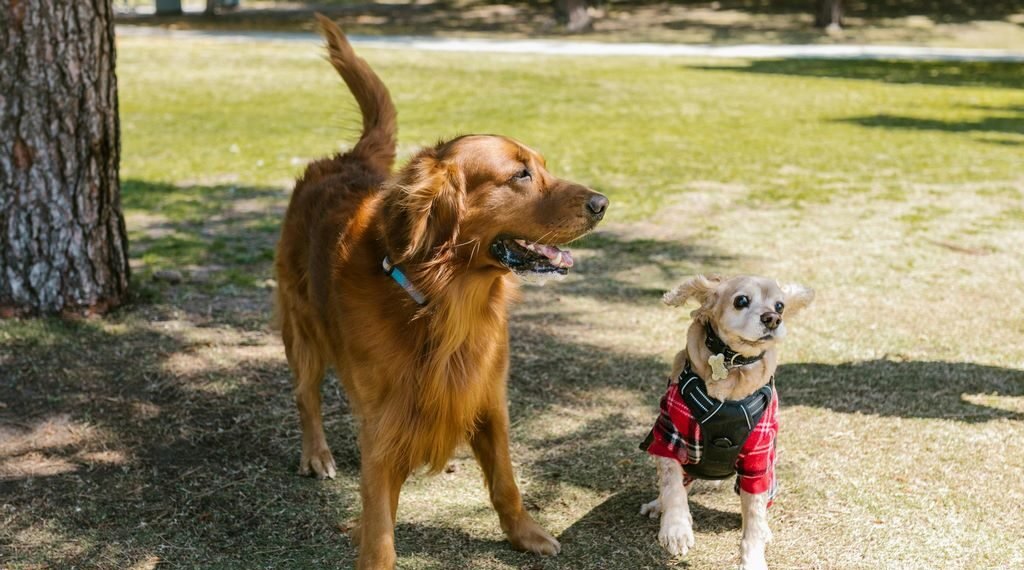 Jakie materiały powinny być unikać przy wyborze szelek i obroży?