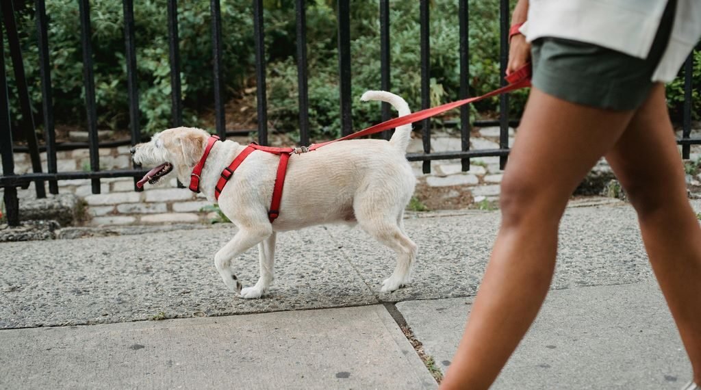 Obroża czy szelki – co będzie lepsze dla Twojego pupila?