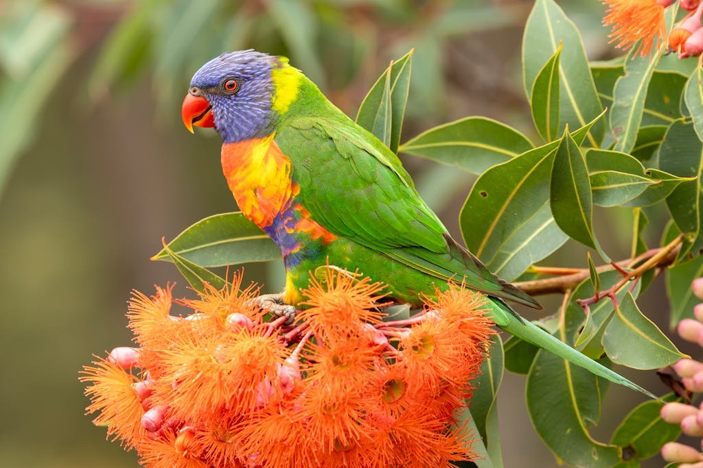 Gatunki papug do warunków domowych – jakie papugi najlepiej nadają się do hodowli w domu?