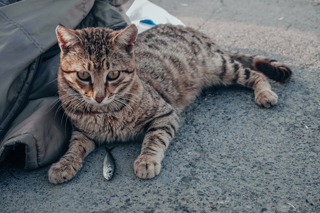 Czego nie może jeść kot? Lista produktów zakazanych i trujących (Aktualizacja 2026)