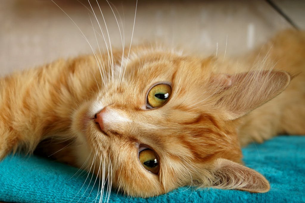 Ile razy dziennie karmić kota? Harmonogram żywienia dla kociąt i dorosłych (Poradnik 2026)