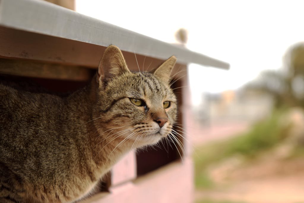 Dlaczego kot mruczy? To nie zawsze oznaka szczęścia! (Analiza behawioralna 2026)