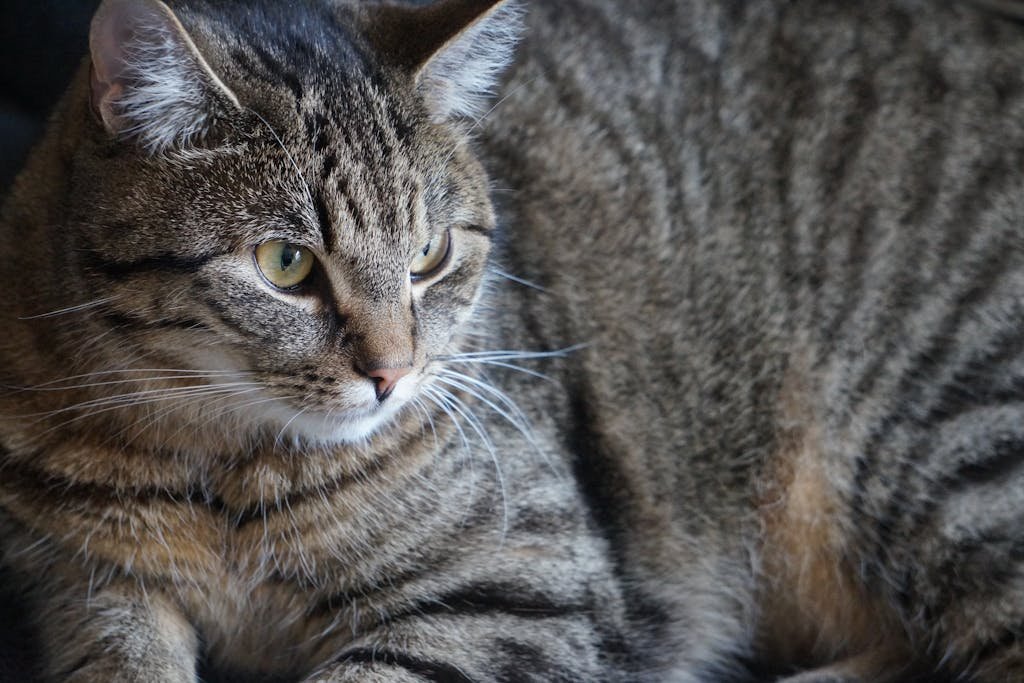 Jak obliczyć wiek kota na ludzkie lata? Przelicznik i tabela (Aktualizacja 2026)