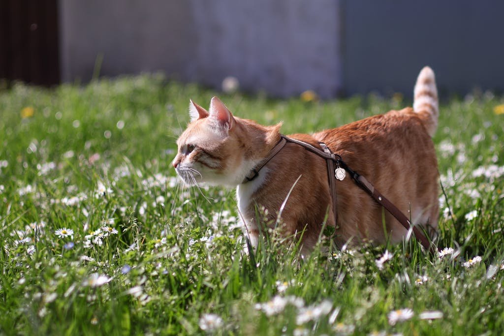 Kastracja a sterylizacja kota – czym się różnią te zabiegi? Cena i rekonwalescencja (Poradnik 2026)