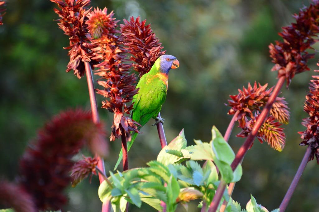 Najpopularniejsze papugi domowe – ranking gatunków idealnych do domu (2026)