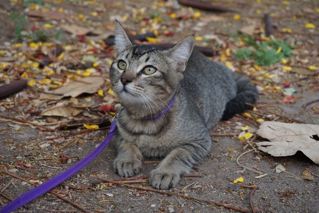 Szelki dla kota: jak wybrać i bezpiecznie założyć je mruczkowi? Kompletny przewodnik 2026